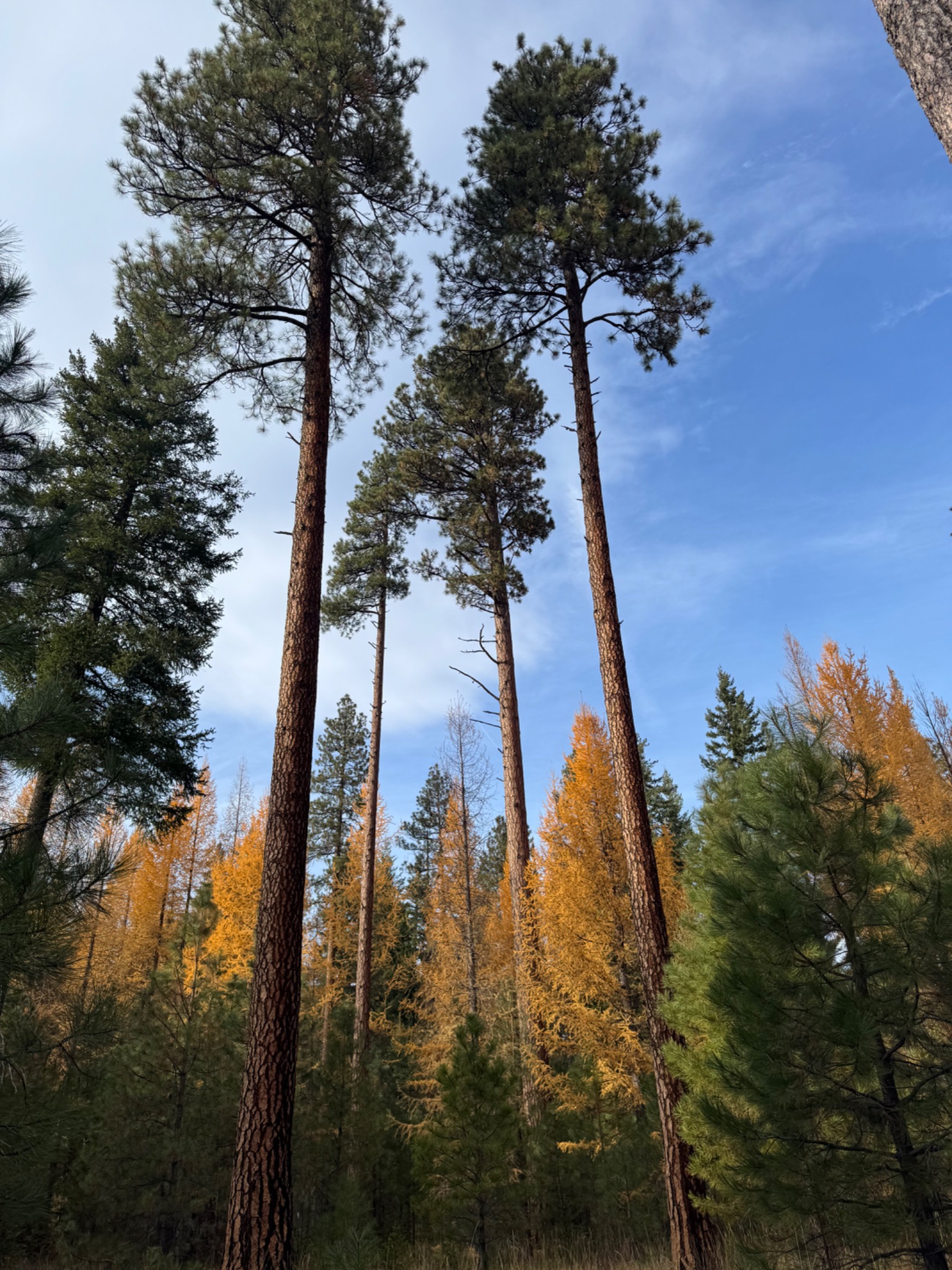 Tall pines and golden autumn trees beneath a blue sky